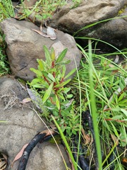 Tasmannia xerophila