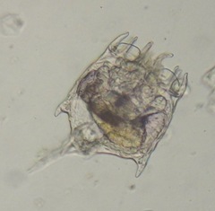 Plationus patulus
