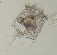 Plationus patulus