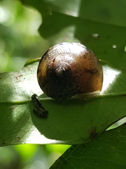 Nitor subrugatus