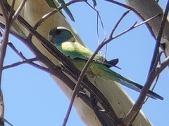 Barnardius zonarius macgillivrayi