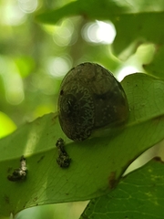 Nitor subrugatus