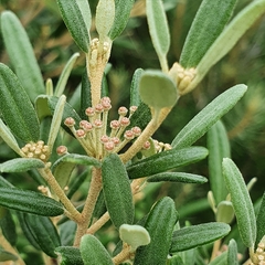 Phebalium squamulosum