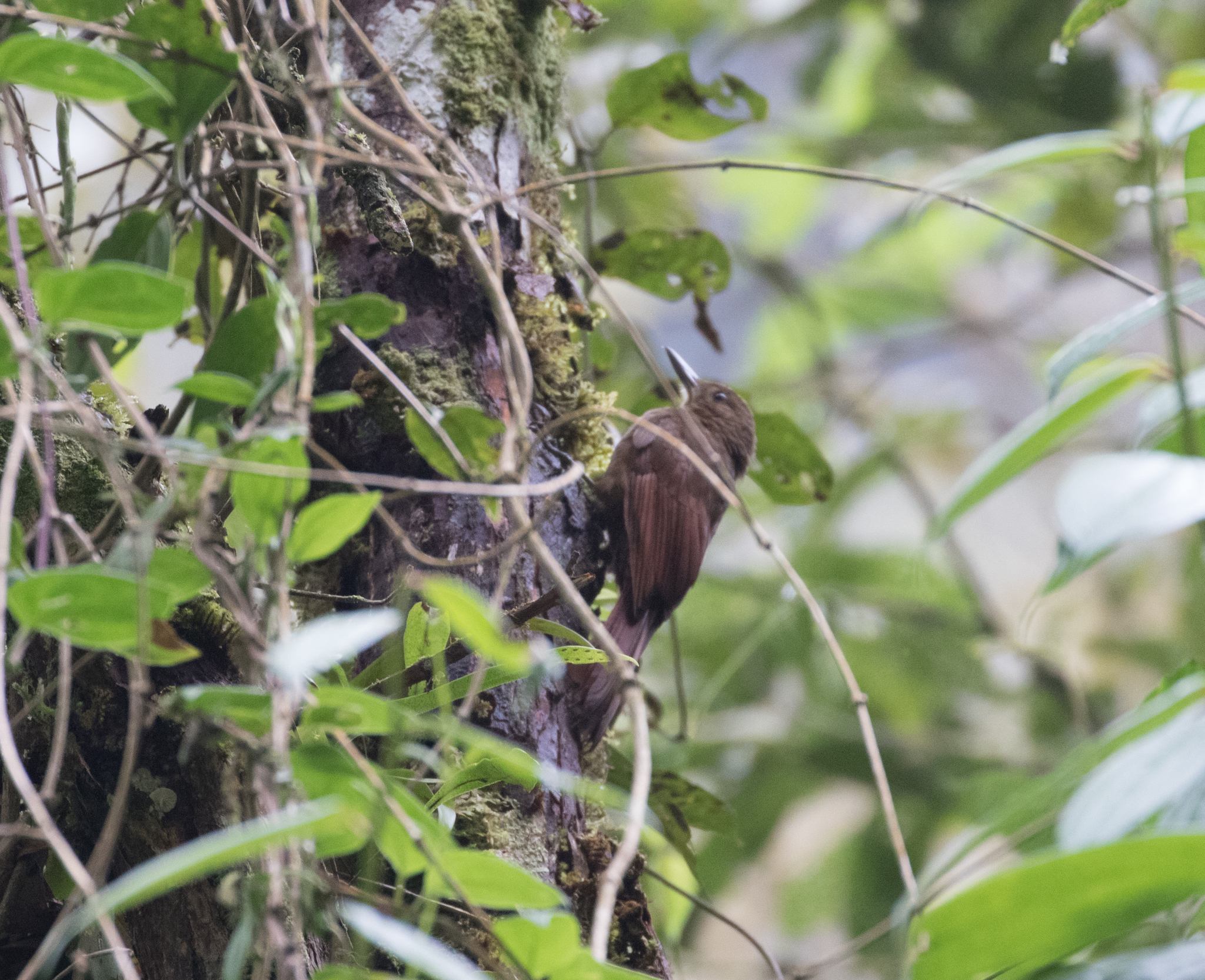 Tyrannine Woodcreeper (Dendrocincla tyrannina), photo 8