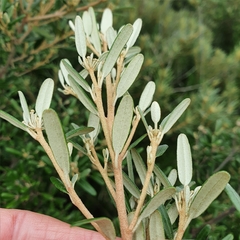 Phebalium squamulosum