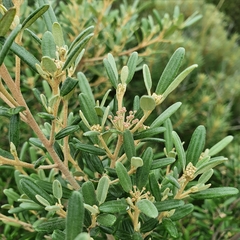 Phebalium squamulosum