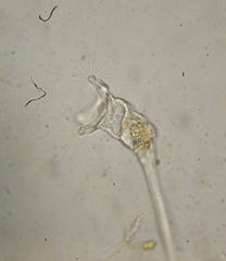 Collotheca
