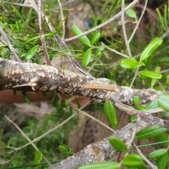 Phebalium squamulosum