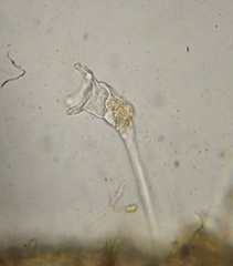 Collotheca