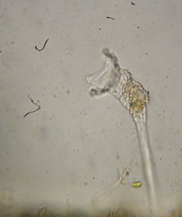 Collotheca