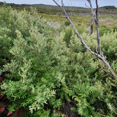 Phebalium squamulosum