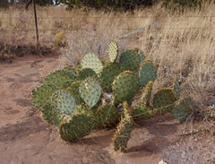 Opuntia cyclodes