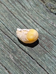 Nerita plicata