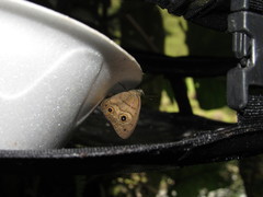 Hermeuptychia harmonia