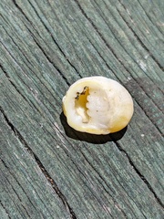 Nerita plicata