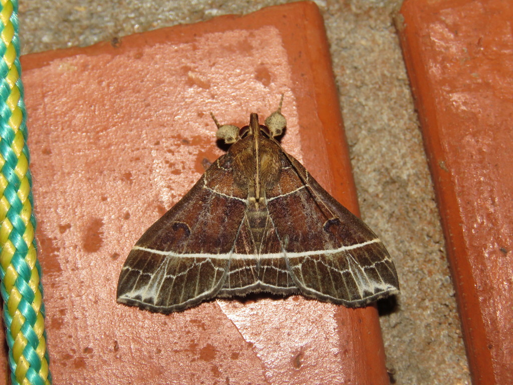 Rejectaria barbuti