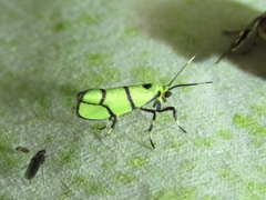 Cisthene intacta