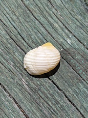 Nerita plicata