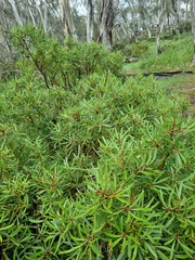 Tasmannia xerophila