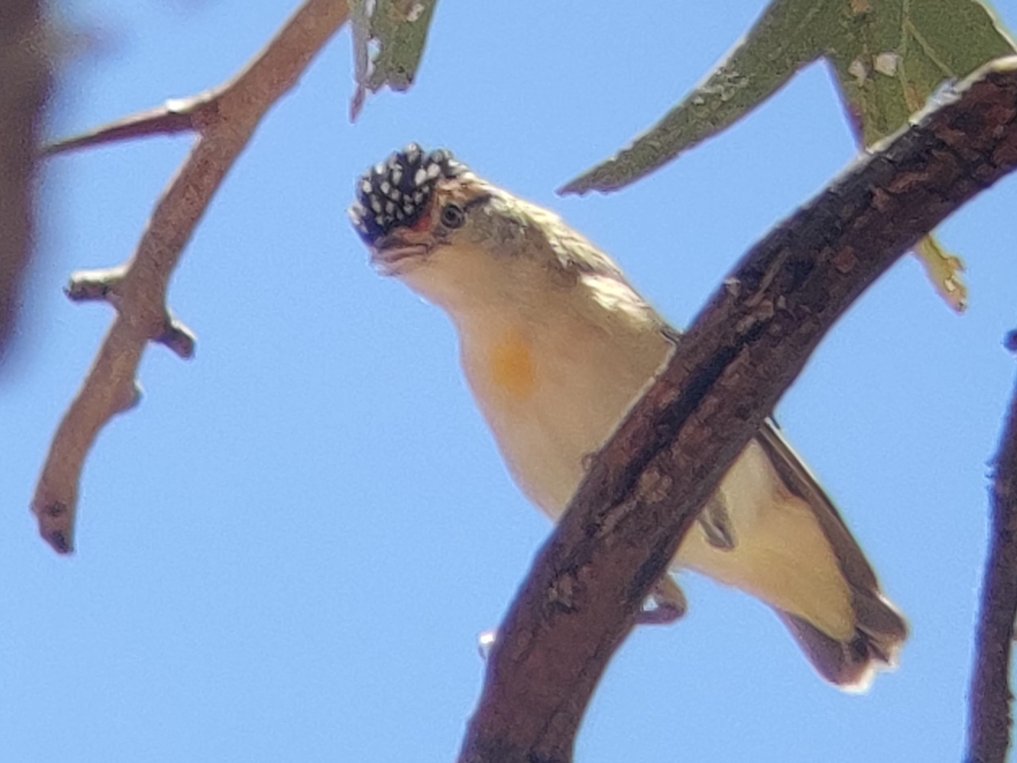 Red-browed Pardalote illustration