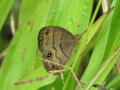 Hermeuptychia harmonia