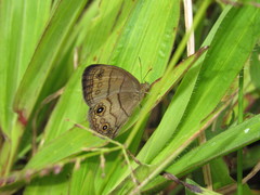 Hermeuptychia harmonia