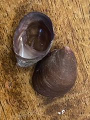 Crepidula adunca