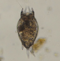 Mytilina mucronata