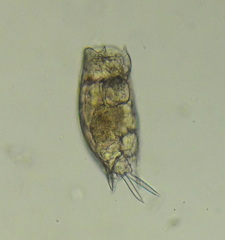 Mytilina ventralis