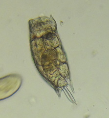 Mytilina ventralis