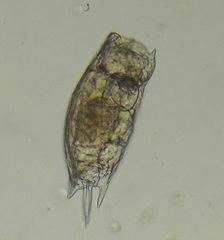 Mytilina ventralis