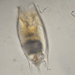 Mytilina ventralis