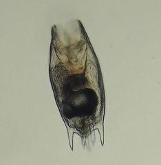 Mytilina ventralis