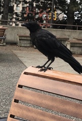 Corvus brachyrhynchos