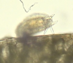 Mytilina