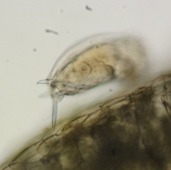 Mytilina