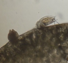 Mytilina