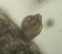 Mytilina