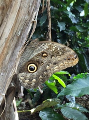 Caligo brasiliensis