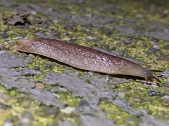 Testacella haliotidea