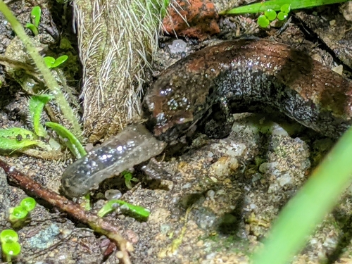 California Slender Salamander, Batrachoseps attenuatus