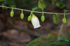 Blinkworthia lycioides