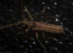 Phlyctaenodes pustulata