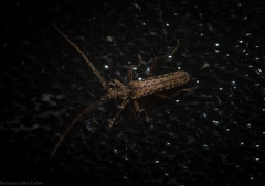 Phlyctaenodes pustulata