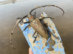 Batocera rufomaculata