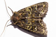 Ichneutica chlorodonta