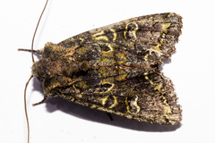 Ichneutica chlorodonta