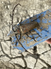 Batocera rufomaculata