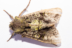 Ichneutica chlorodonta