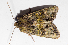 Ichneutica chlorodonta